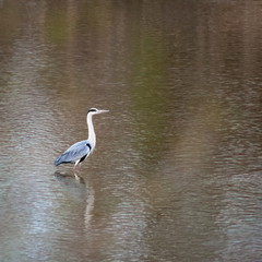 grey heron on the lake
