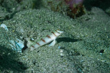 Diagonal Shrimp-Goby (Amblyeleotris diagonalis) Anilao Philippines