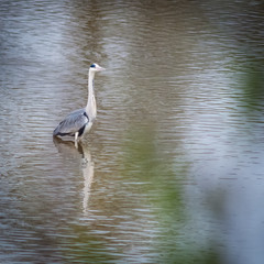 grey heron on the lake