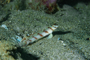 Diagonal Shrimp-Goby (Amblyeleotris diagonalis) Anilao Philippines