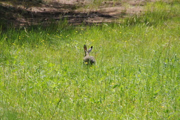 European hare (Lepus europaeus), also known as the brown hare and flowers