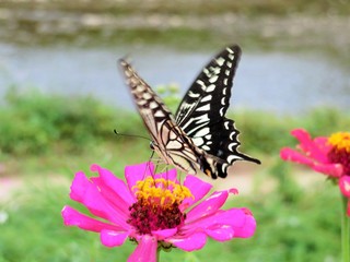 Obraz na płótnie Canvas Black and White Butterfly on a Pink Zinnia Bloom