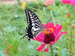 Fototapeta na wymiar Black and White Butterfly on a Pink Zinnia Bloom