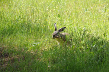 European hare (Lepus europaeus), also known as the brown hare and flowers