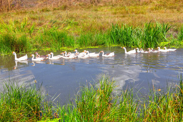 rural scenery with flock of domestic birds
