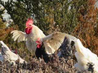 White Rooster and Dark Hen