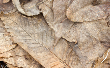 Fototapeta na wymiar dry leaves abstract texture background