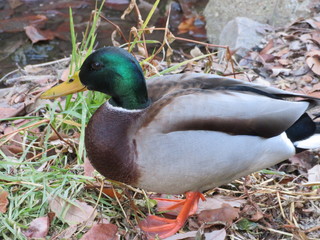 Mallard Duck