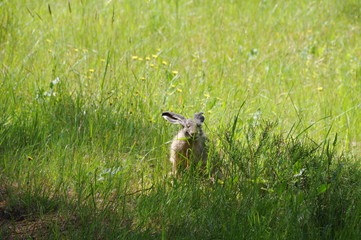 European hare (Lepus europaeus), also known as the brown hare and flowers