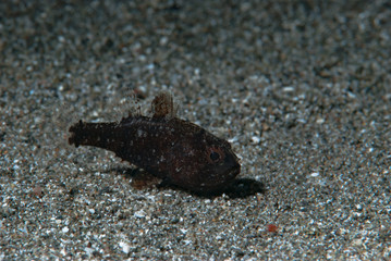 Fo Cardinalfish (Foa fo)