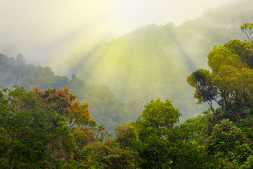 the rainforest with lit by the rays of the rising sun