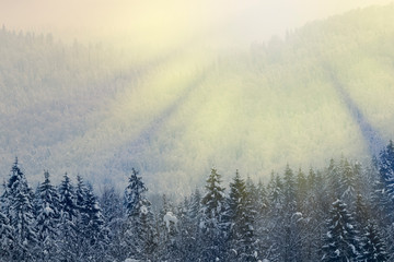 Fototapeta na wymiar Mountain coniferous forest in winter, covered by snow and lit by the rays of the evening sun