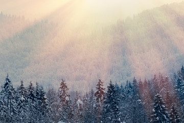 Fototapeta na wymiar Mountain coniferous forest in winter, covered by snow and lit by the rays of the evening sun