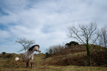 Welsh Pony, Oxwich Bay
