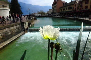 Blume am Wasser