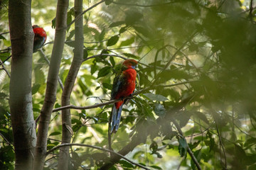 Crimson Rosella, Papagei in Australien