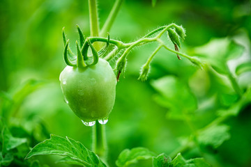 Tomaten Pflanze