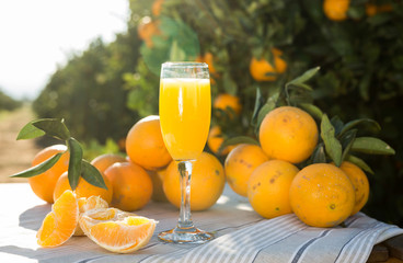 orange juice and oranges on table in orchard