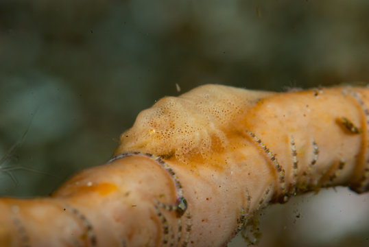 Paron Shrimp (Gelastocaris paronae)