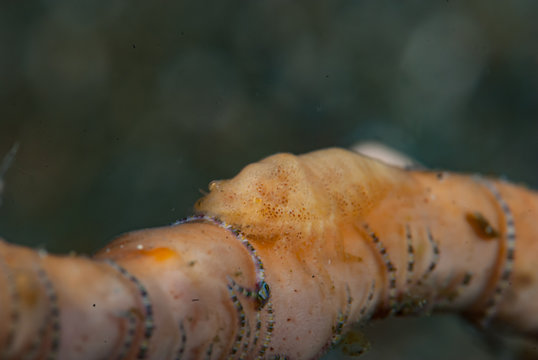 Paron Shrimp (Gelastocaris paronae)
