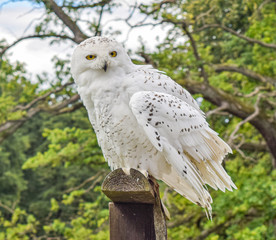 snow owl in animal park