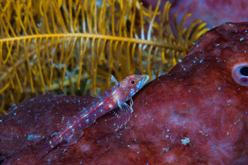 Long-jaw Threefin (Ucla xenogrammus)