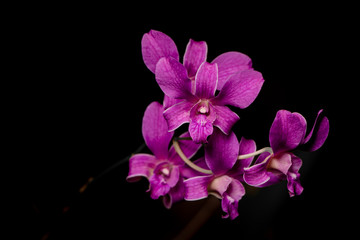 Naklejka na ściany i meble Purple Orchid group open at peak flowering with plain black background,interior horizontal photo.