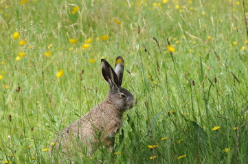 Obraz premium European hare (Lepus europaeus) also known as the brown hare and flowers