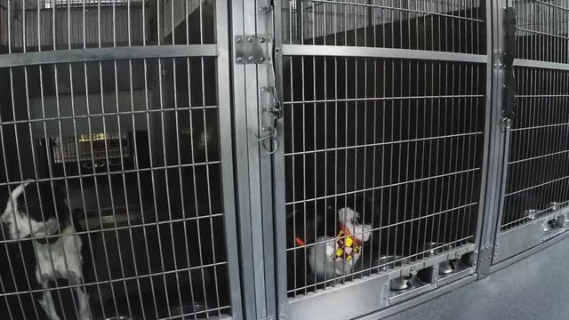 Pan Shot - Row Of Dog Cages At Animal Shelter