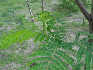 Fototapeta premium Albizia chinensis (silk tree, Chinese albizia, kool, khang hung, kang luang, cham) with natural background. Albizia chinensis use as crates, boats, potions and bridges