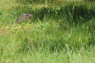 Naklejka na ściany i meble European hare (Lepus europaeus) also known as the brown hare and flowers