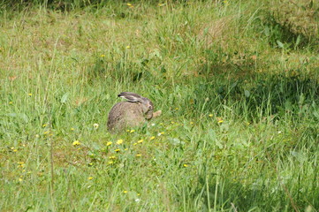 European hare (Lepus europaeus) also known as the brown hare and flowers