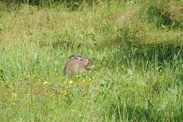 European hare (Lepus europaeus) also known as the brown hare and flowers