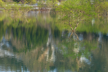 Naklejka na ściany i meble 白川湖の水面に映る新緑