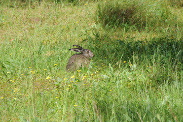 European hare (Lepus europaeus) also known as the brown hare and flowers