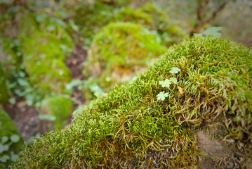 green moss grows on a rock