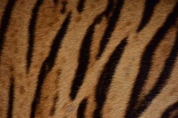 Fototapeta premium Skin and fur of the Bengal tiger
