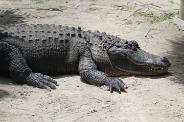 Crocodile in its open habitat