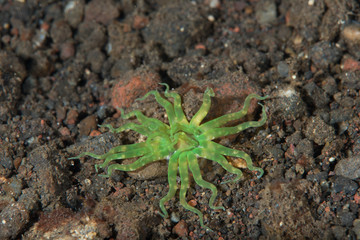 Sea Anemone (Edwardsianthus gilbertensis)