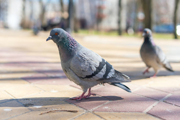 City bird pigeon, a carrier of dangerous diseases