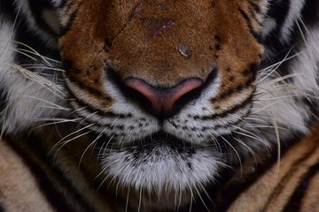 The nose and mouth of the Bengal tiger