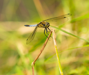 grey blue dragonfly sitting on dry vegetation