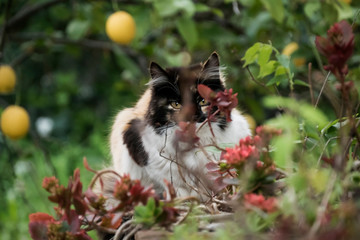 Obraz premium cat hidden among the garden flowers