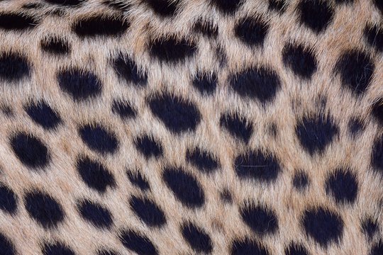 Feathers and black polka dots on Cheetah