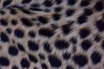 Feathers and black polka dots on Cheetah