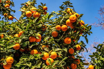Baum mit reifen Orangen