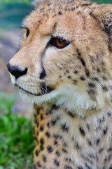 The face of the male cheetah