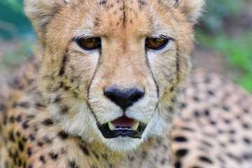 The face of the male cheetah © suntisook