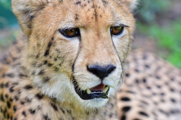 The face of the male cheetah