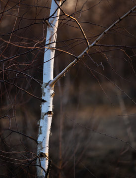 A birch snapling wait for the arrival of spring.